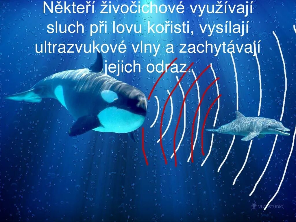 Инфразвук и животные. Эхолокация китообразных. Киты ультразвук. Эхолокация дельфинов. Ультразвук у китов.