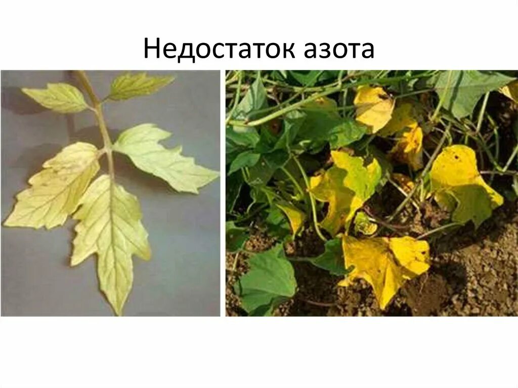 Определение нехватки элементов питания по листьям. Недостаток азота у растений. недостаток азота у растений фото. переизбыток микроэлементов у растений. недостаток элементов питания у огурцов по листьям.