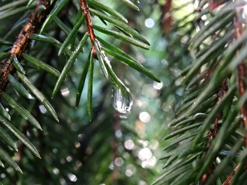 зимняя природа. еловый лес. зимний лес. пейзаж с елками. зимний пейзаж.