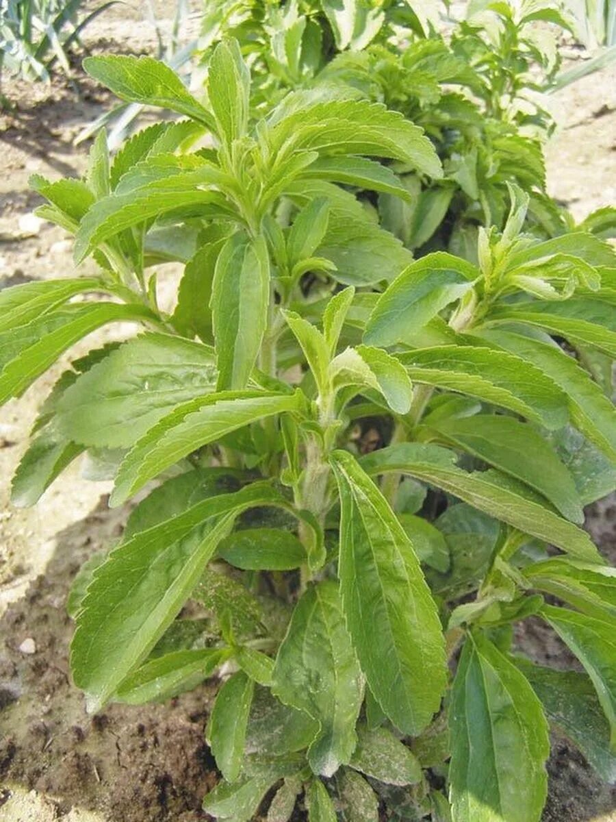 Stevia rebaudiana. Стевия медовая. Стевия медовая травка. Стевия Stevia improved Compact.