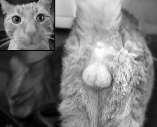 Отличие кота от кошки по морде. Кот кошка различия. Кот и кошка. Отличие кота от кошки по морде. Разница морды кота и кошки.
