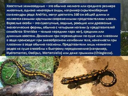 Особенности хвостатых земноводных