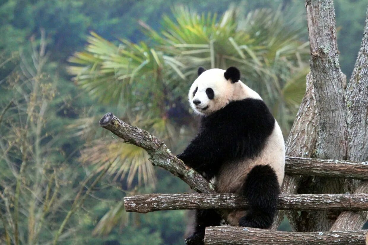 Где живет панда на каком. Большая Панда эндемик Евразии. Большая Панда обитает. Панда живет. Место обитания панды.
