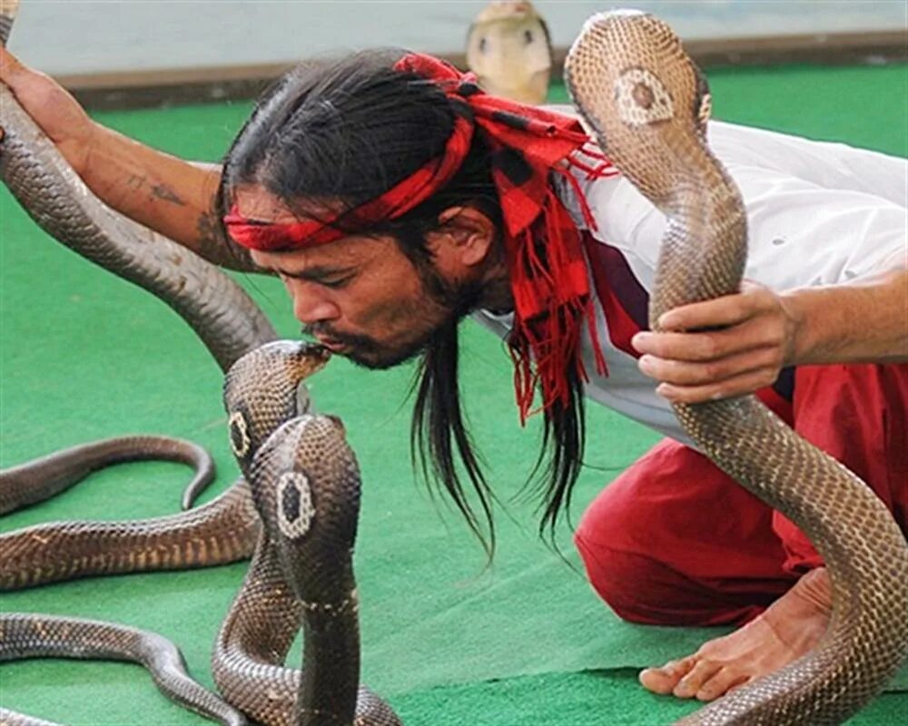 Покажи человек змея. Змеиная ферма в Паттайе. Змеи Тайланда. Змеи Тайланда фото.