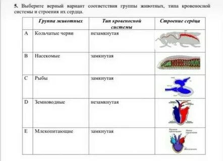 Кровеносная система группа животных