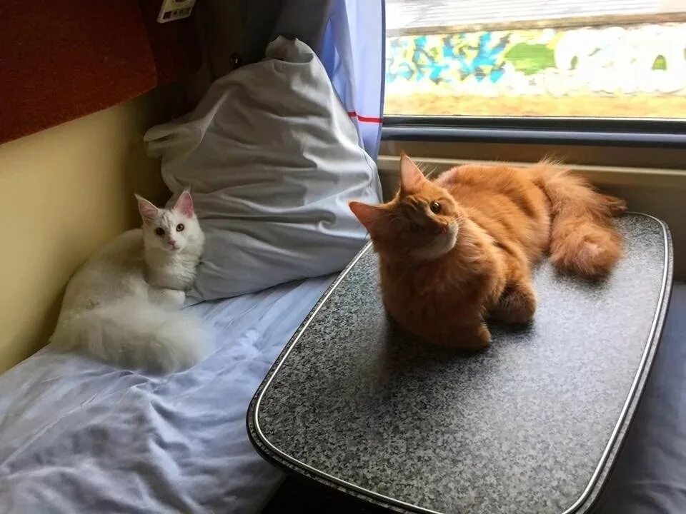 Вагон для перевозки собак. Кот в поезде. Провоз кота в поезде. Провоз кота в поезде. Кот в вагоне.