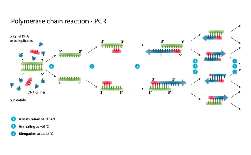 Источник https chemer ru services reactions chains. Полимеразная цепная реакция это метод. PCR — полимеразная цепная реакция. Схема полимеразной цепной реакции. Схема двух циклов ПЦР.