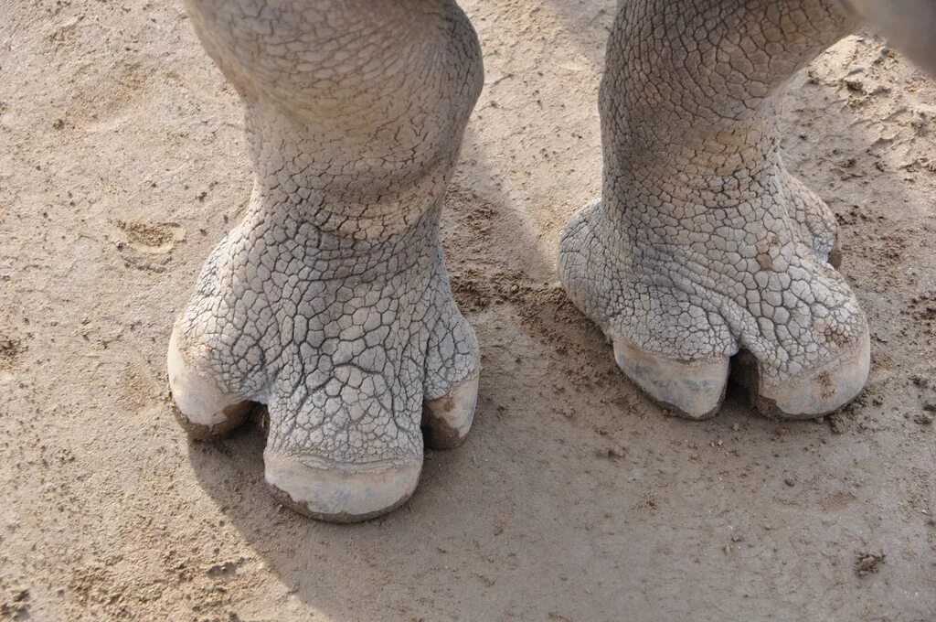 жираф мутант.