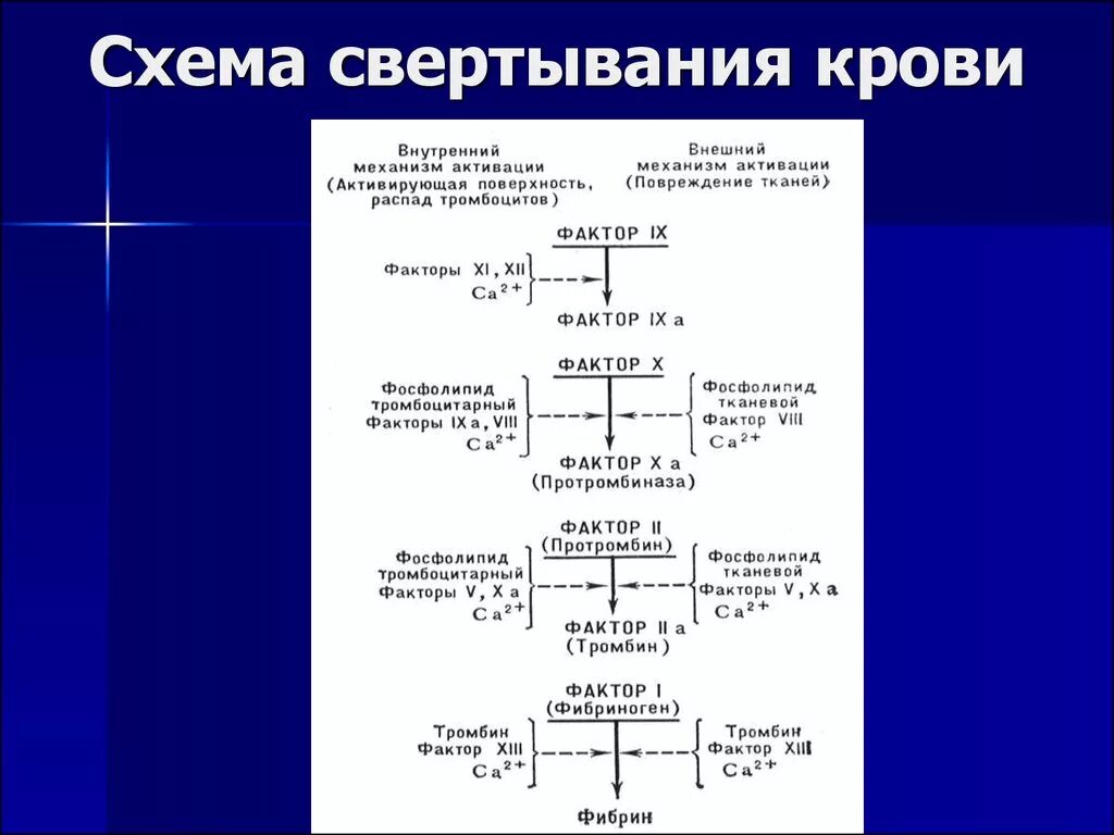 Функция свертывания крови выполняют. Процесс коагуляции крови схема. Схема свертывания крови образование сгустка. Этапы свертывания крови схема физиология. Факторы свертываемости схема.