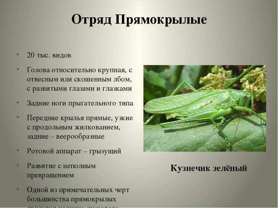 На головном отделе насекомых отряда прямокрылых. Отряд прямокрылые биология 7 класс. отряд прямокрылые тип крыльев. представители прямокрылых биология 7 класс. отряд прямокрылые размножение.
