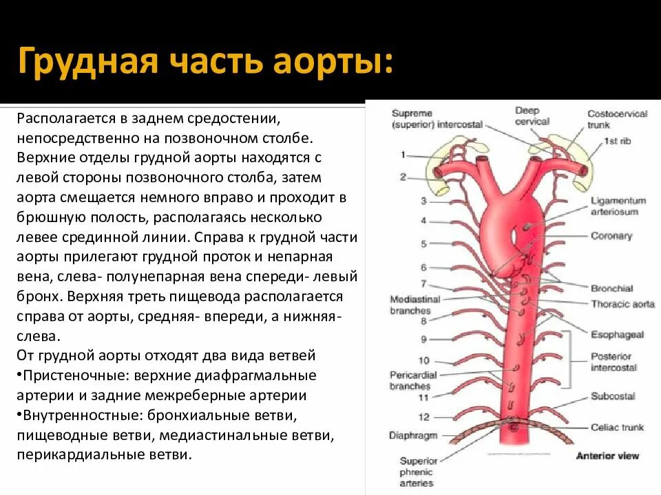 Грудной отдел аорты. Артерии грудной части аорты. париетальные ветви грудной аорты. ветви нисходящей части аорты схема. висцеральные ветви грудной части аорты.