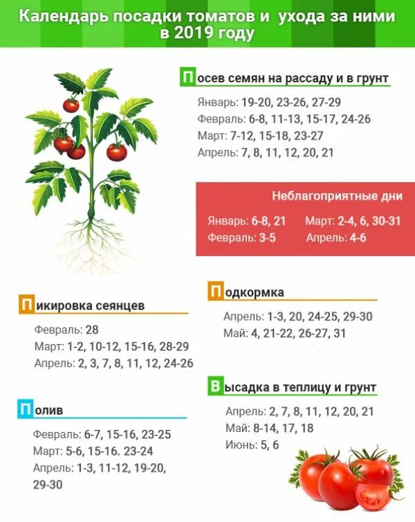 Благоприятные дни для посева томатов на рассаду. Благоприятные дни для пересадки томатов на рассаду в 2025 году. календарь посадок семян помидор на рассаду. календарь пересадки рассады помидор. лунный календарь на 2025 для посадки семян помидор.