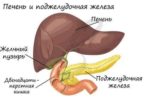 Печень и поджелудочная железа препараты