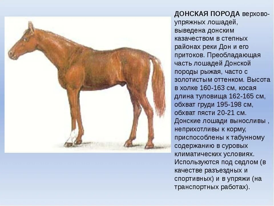 Лошадь краткое содержание