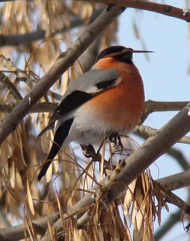 сойка ставрополь птица. краснопузые птицы. красавец снегирь. красивые коричневые птицы. ясень семена снегирь.