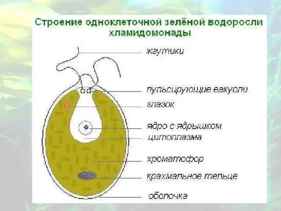 Глазок водоросли. Зеленые водоросли хламидомонады строение. Строение одноклеточной зеленой водоросли хламидомонады рисунок. Строение клетки водоросли хламидомонады. Строение одноклеточной зеленой водоросли хламидомонады.