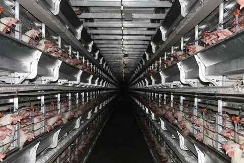 Птицефабрика пышминская