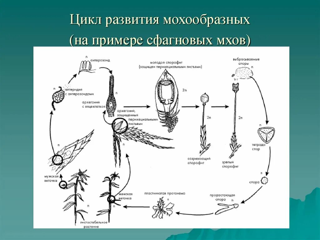 Жизненный цикл сфагнума схема. Цикл развития сфагновых мхов. Цикл размножения мха сфагнума. Жизненный цикл мха сфагнума схема.