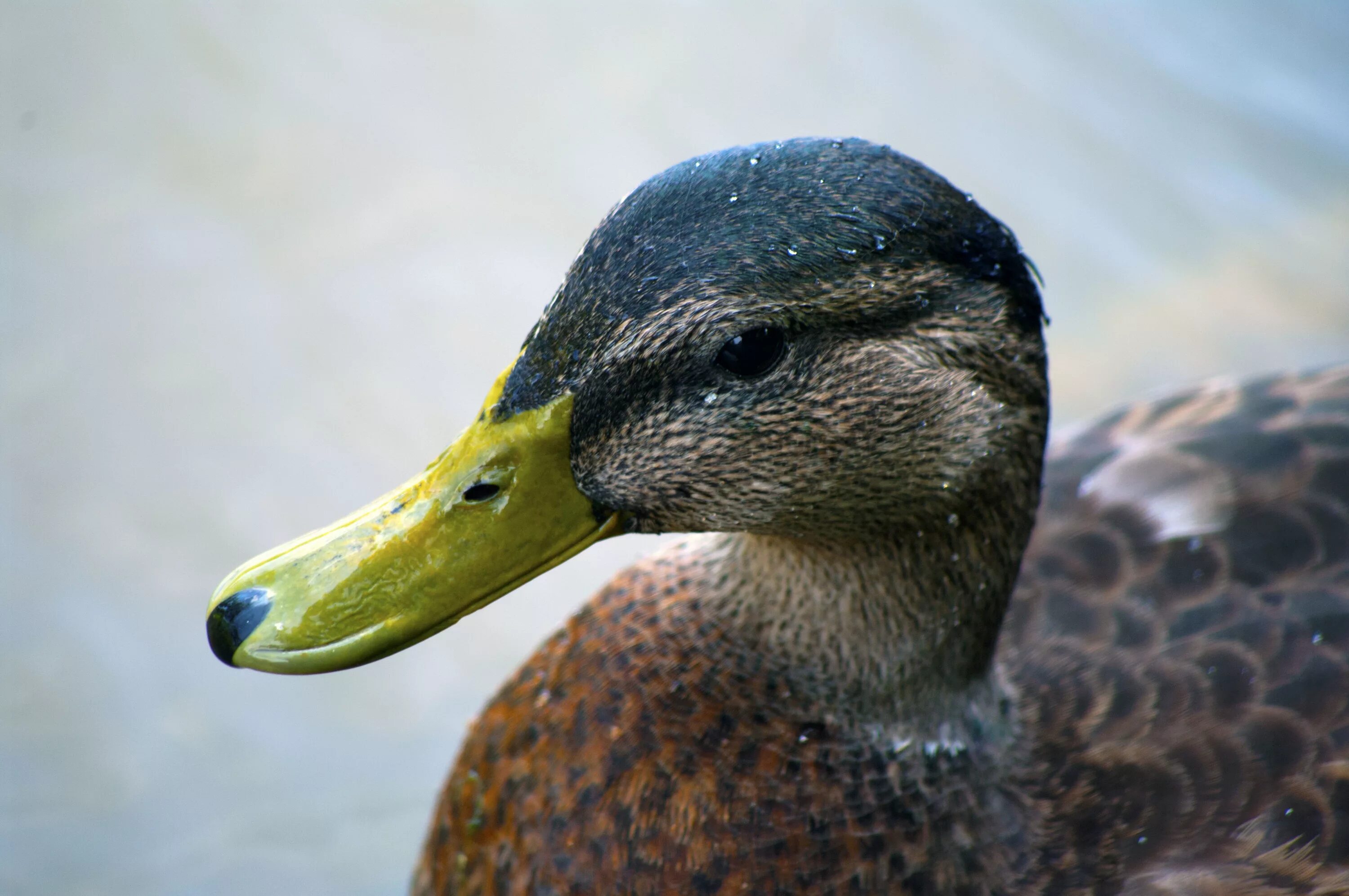 Duck com. Утка кряква клюв. Пестроносая кряква. Клюв селезня. Селезень фараон.