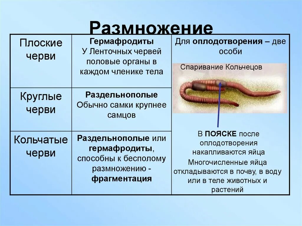 Гермафродитами являются черви. Система размножения плоских червей. Система размножения плоских червей 7 класс. Особенности размножения плоских червей 7 класс. Половая система круглых червей таблица.