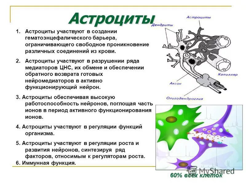 Астроциты мозга