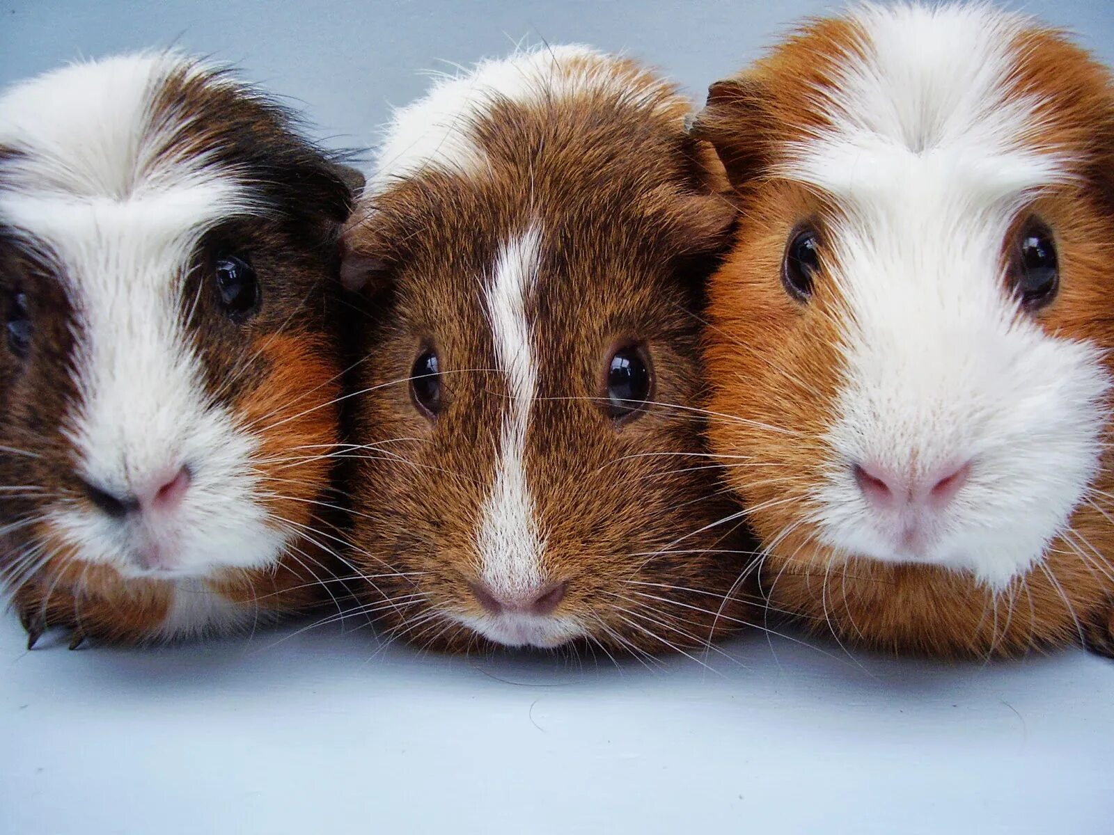 Домашние морские свинки. Морская свинка пятнистая. Морские свинки. Морская свинка тигровая. Морская свинка 2 кг.
