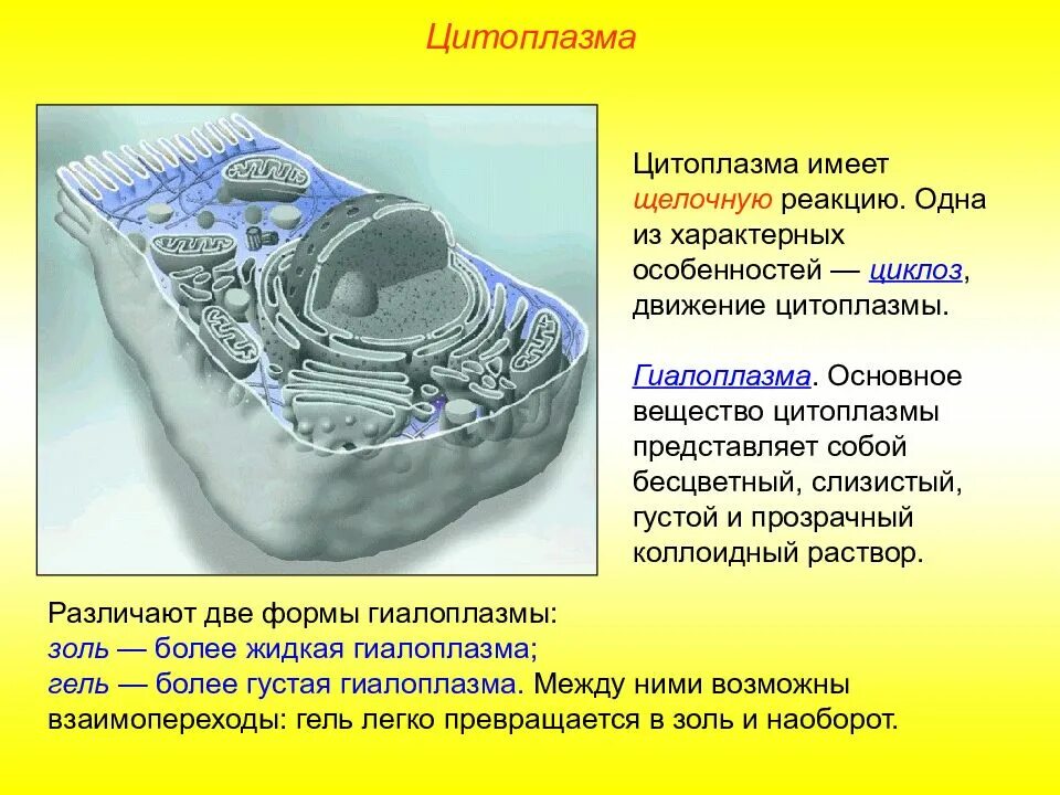 Цитоплазма какой органоид. Функции основных органоидов цитоплазмы. цитоплазма функции органоида. цитоплазма внутренняя среда клетки,органоиды. органоиды и состав клетки презентация.