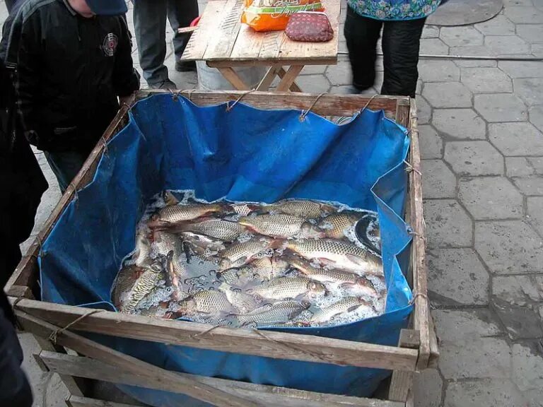 Дешевая рыба в магазине. Живая рыба на рынке. Рыбный прилавок. Живая рыба на рынке. Рыба живая, свежая.