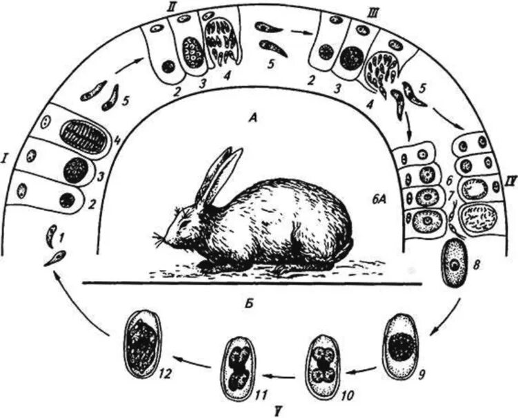 Жизненный цикл возбудителя. Эумериоз кроликов биологияразвиття. Эймериоз кроликов биология развития. Эймериоз кроликов биология возбудителя. Цикл развития эймерий кроликов.