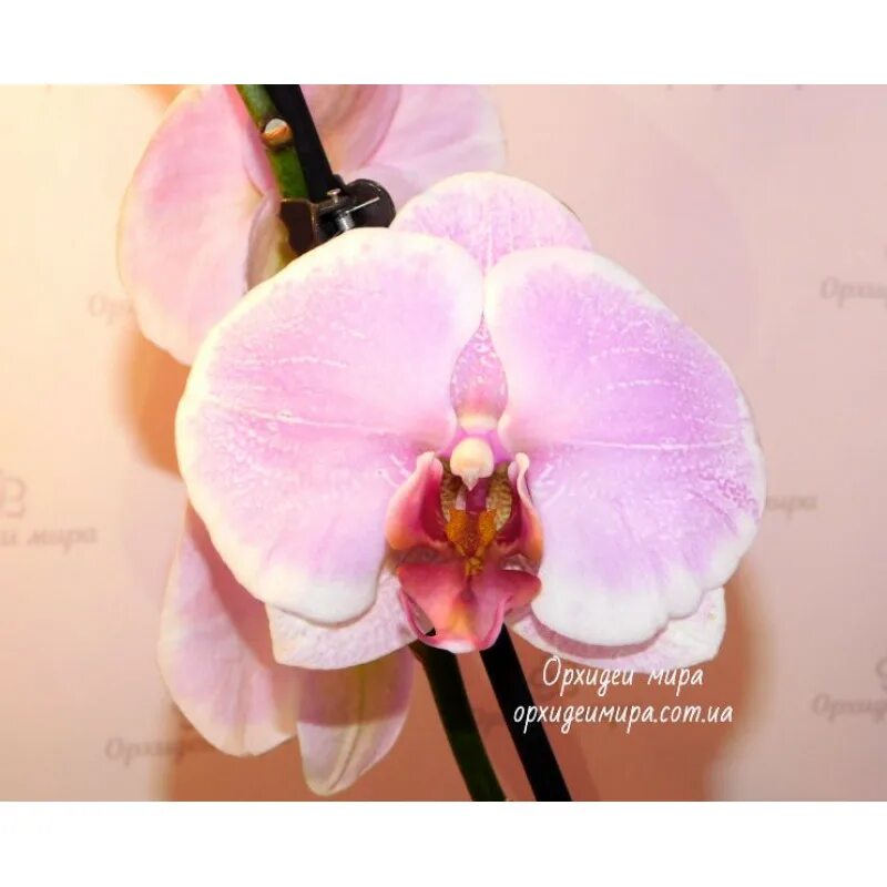 Фаленопсис (Phalaenopsis Pretty Romance) Цена: 1380 рублей Доставка во все регио