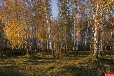 Тихая опушка киров