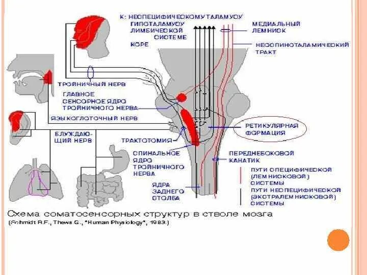 Механизмы поддерживающие гомеостаз. Механизмы регуляции гомеостаза. Коем система. Формулярная система. Коем система.