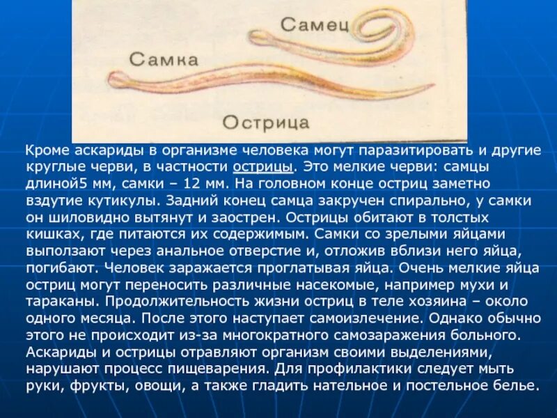 Черви паразиты Острица. Тип круглые черви Острица. Тип круглые черви человеческая аскарида 7 класс. Класс круглые черви Тип острицы.
