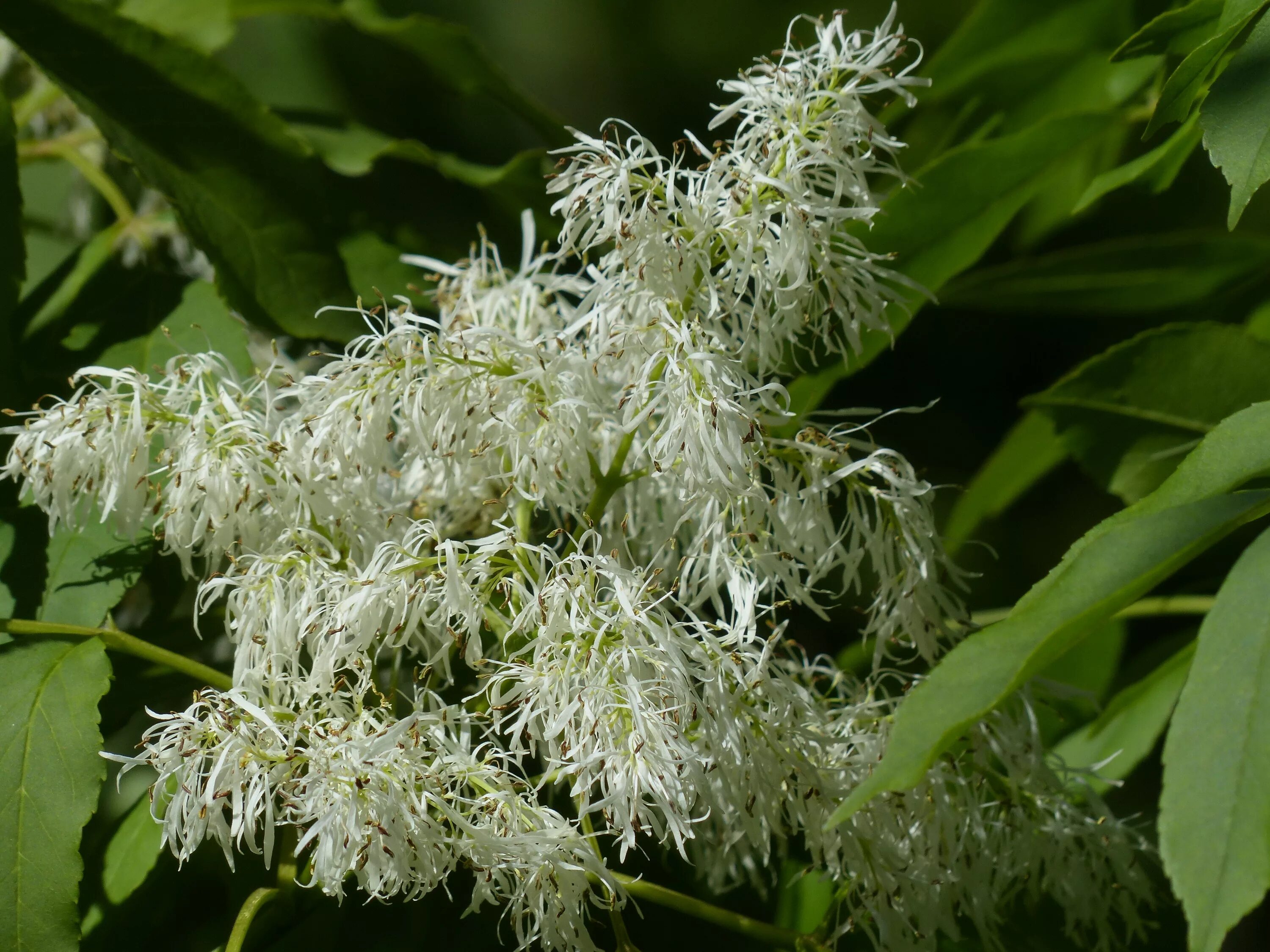 Зацветет трава. Ясень манновый (Fraxinus ornus). Ясень узколистный. Ясень обыкновенный цветет. Ясень ланцетный.