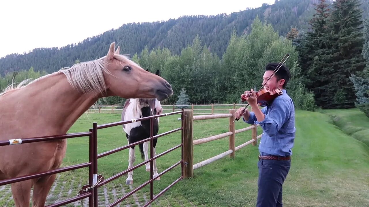 Традиционный конь. Лошадь слушает. Лошадь и музыка. Лошадь со скрипкой.