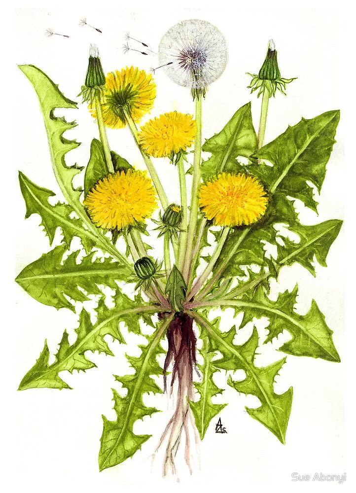 Одуванчик Taraxacum officinale. Одуванчик лекарственный Ботаническая иллюстрация. Одуванчик (Taraxacum officinale f.). Ботанический атлас одуванчик. Цветок одуванчика лекарственного