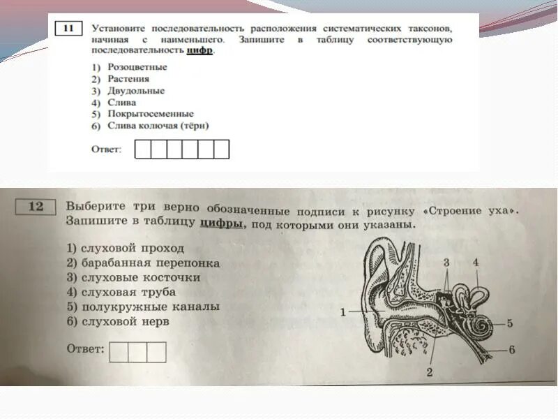 Подбери верные подписи. Выберите 3 верно обозначенные подписи к рисунку строение уха. Выбери три верно обозначенные подписи к рисунку строение уха. Выбери какими цифрами на рисунке обозначены следующие структуры уха. Выберите три верно обозначенные подписи к рисунку строение уха.