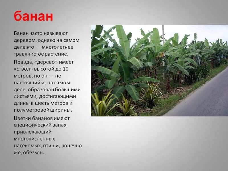 Какую жизненную форму растений имеет бамбук