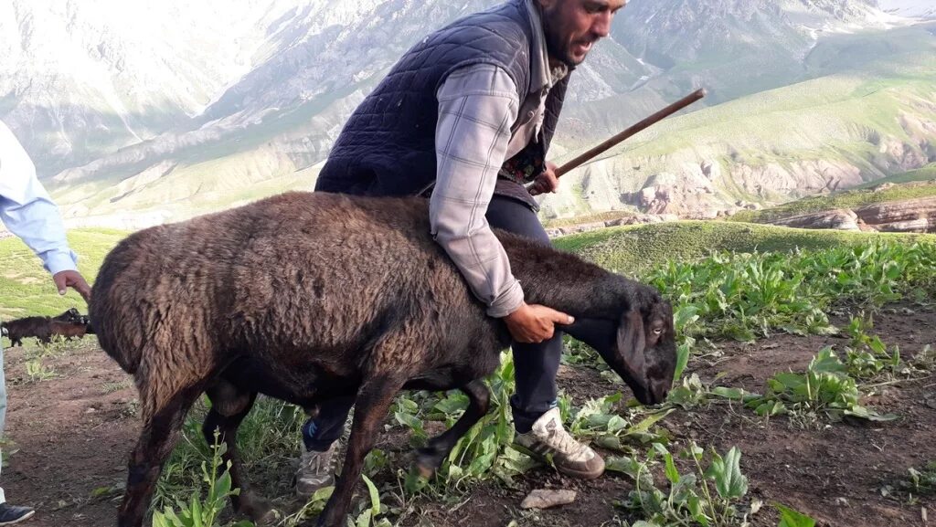 Бараны в Таджикистане. Таджикский горный баран.