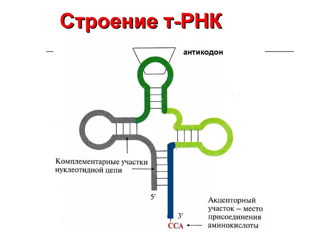 Строение транспортной РНК. Состав ТРНК. Схема молекулы ТРНК. Структура транспортной РНК.