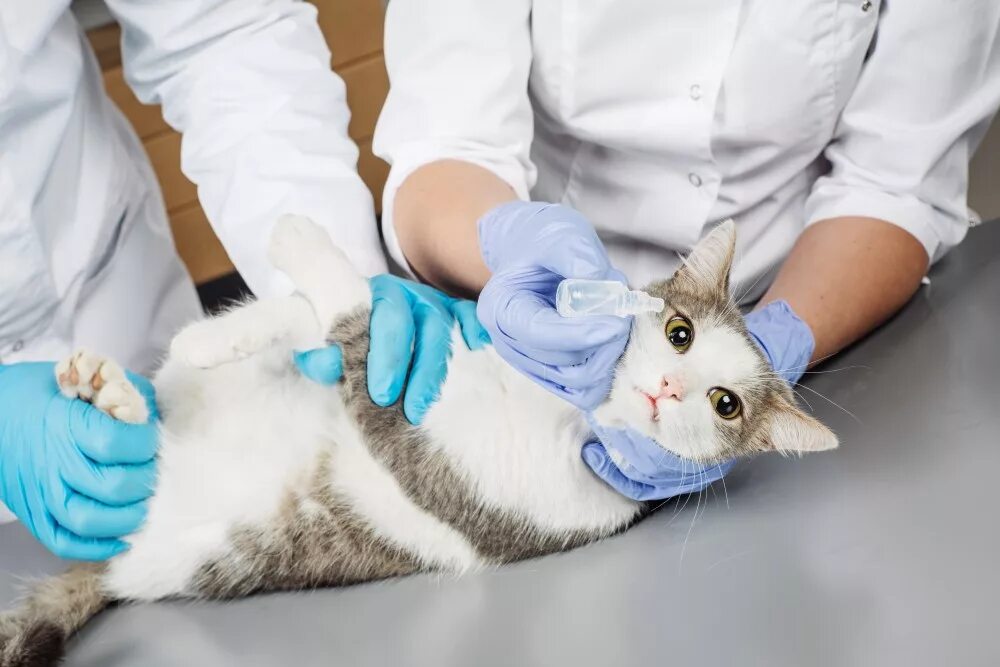 Вакцинация кошек. Здоровый котенок. Вакцинирование кошек. Укол от бешенства кошке. Вакцинация кошек.