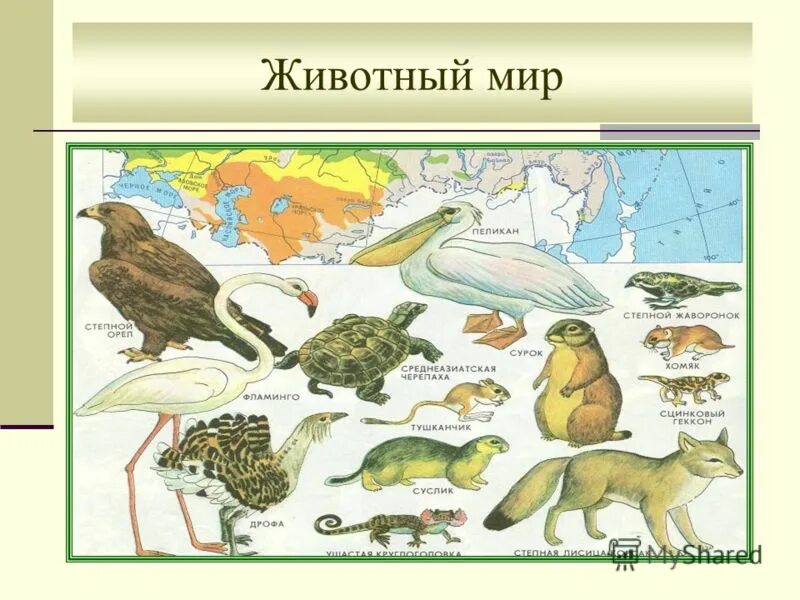 Природные зоны впр 4 класс. Тест животных природных зон. Тест по теме зона арктических пустынь 4 класс окружающий мир. Природные зоны и их обитатели. Задания по природным зонам россии.