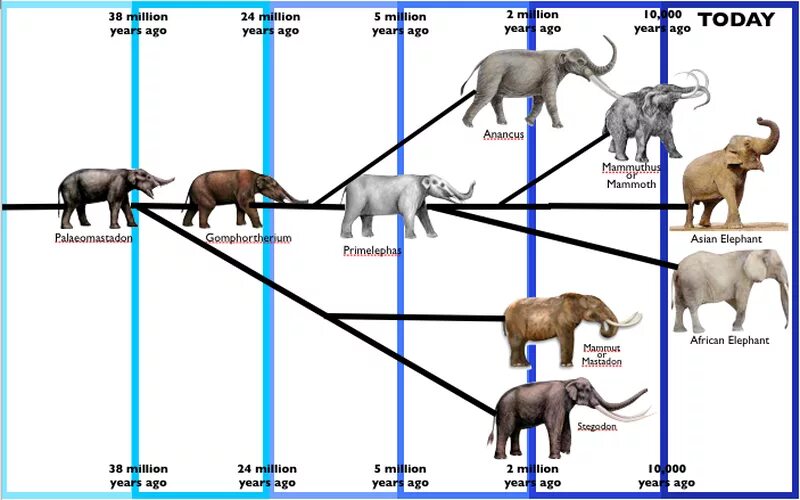 Как располагаются группы животных на родословном. Филетическая Эволюция хоботных. Древо эволюции хоботных. Филогенетическое Древо слона. Эволюция слонов.