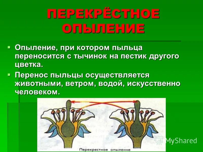 Какой процесс следует за опылением. Опыление. Цветение и опыление происходит до появления листьев. Опыление растений 3 класс окружающий мир. Опыление растений 3 класс.