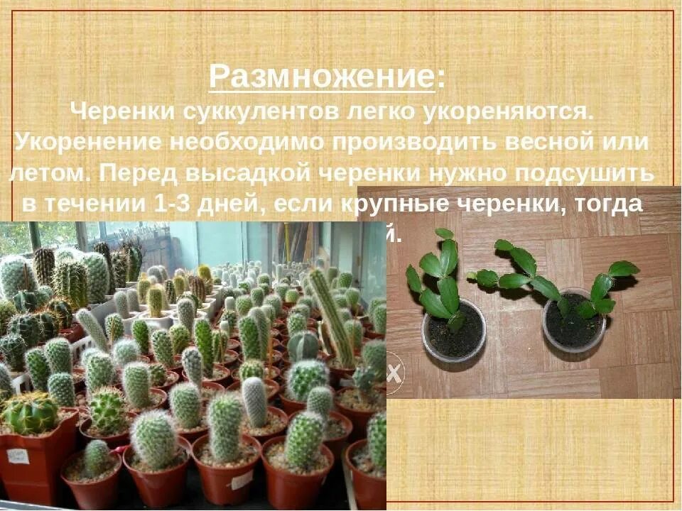 Какие условия необходимы кактусу
