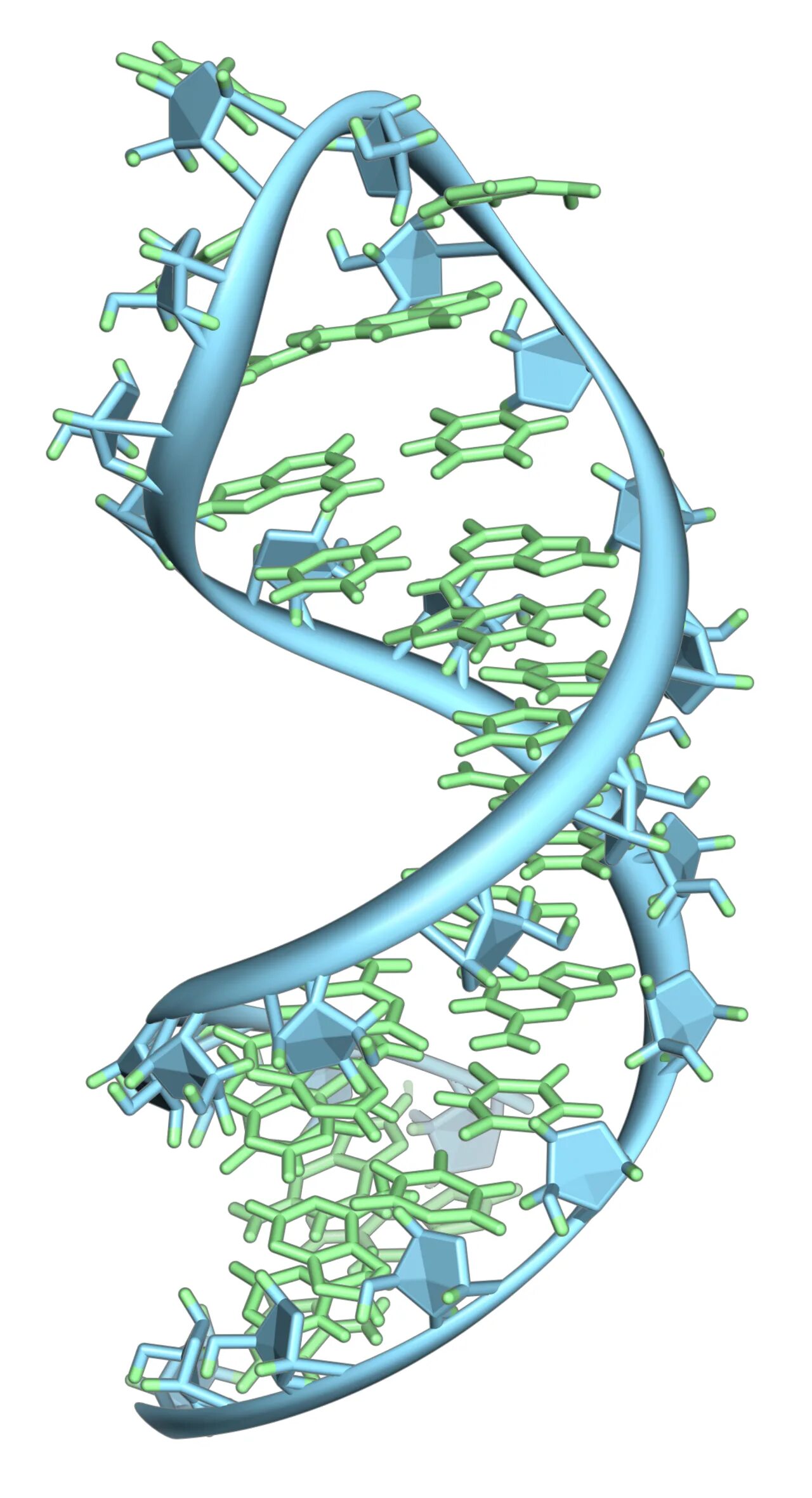 РНК одноцепочечная молекула. ДНК РНК МРНК. Спираль РНК.