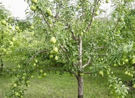 Груша высота взрослого дерева