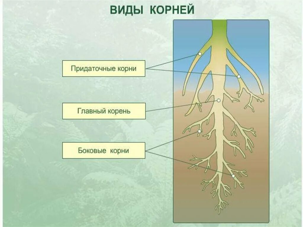 Биология корень его строение и значение. Типы корневых систем корней 6 класс биология. тип корня цветкового растения. корень вегетативный орган растения. типы корней у растений 6 класс биология.
