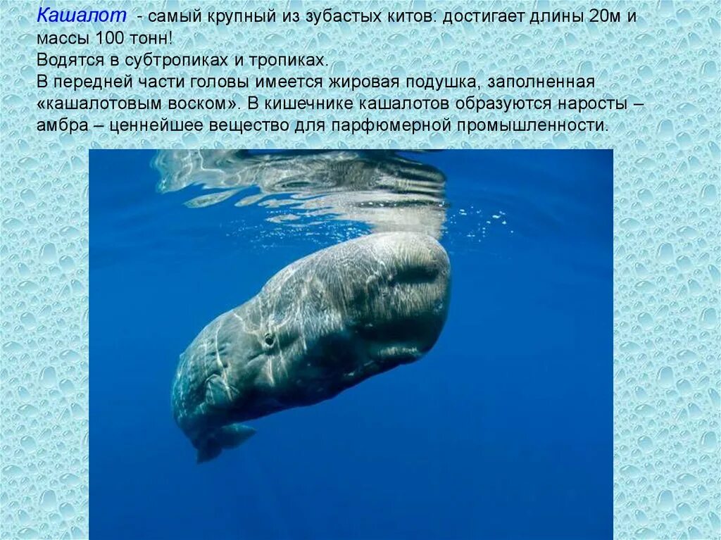 Какую функцию выполняет жир у барана кашалота