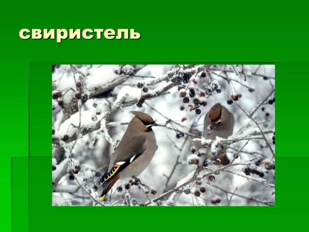 Презентация свиристели. Свиристели зимующие или перелетные. Свиристель зимующая птица или Перелетная. Свиристель Перелетная зимующая или оседлая